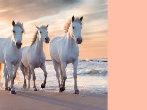 Hypnobirthing – Beautiful Horse